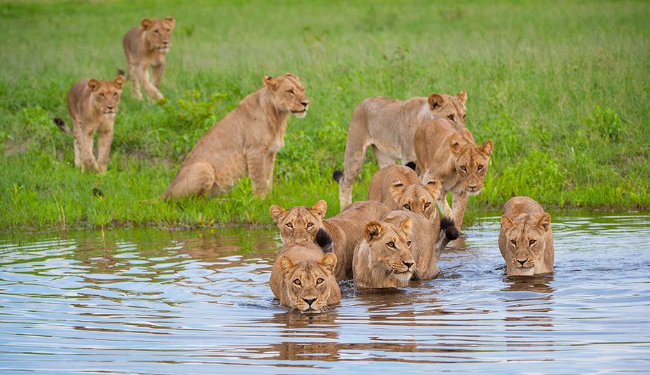 lions in africa