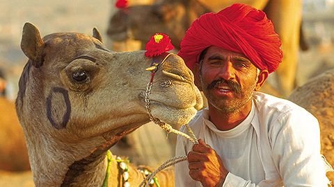 Camel in India